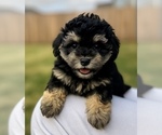Puppy Puppy 4 Maltipoo