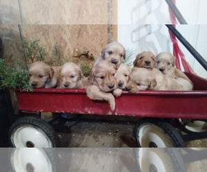Golden Retriever Puppy for sale in SINGERS GLEN, VA, USA