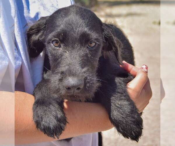 Medium Photo #3 Irish Wolfhound-Unknown Mix Puppy For Sale in Huntley, IL, USA
