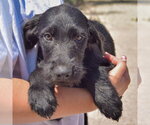 Small #2 Irish Wolfhound Mix
