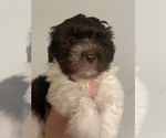 Small Photo #18 Havanese Puppy For Sale in ATHENS, GA, USA