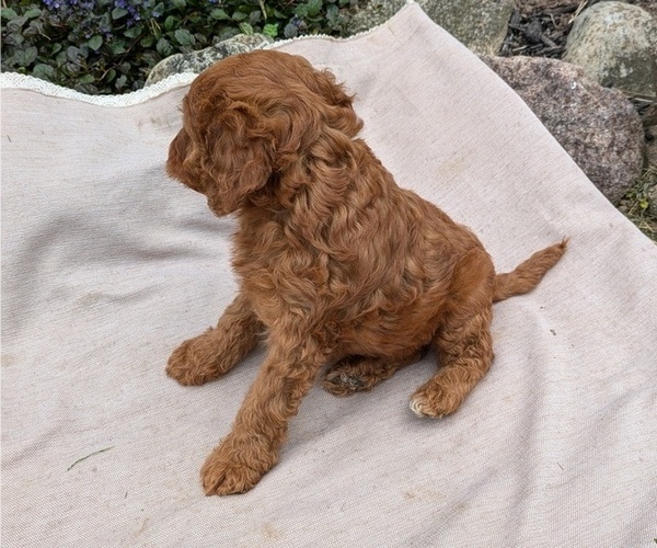 Medium Photo #55 Irish Doodle Puppy For Sale in GOSHEN, IN, USA