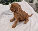 Small Photo #55 Irish Doodle Puppy For Sale in GOSHEN, IN, USA