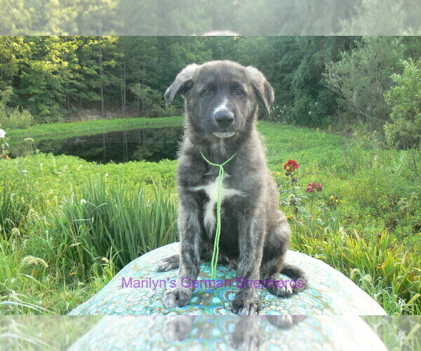 Medium Photo #4 German Shepherd Dog Puppy For Sale in PIEDMONT, MO, USA