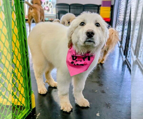 Medium Photo #6 Great Pyrenees Puppy For Sale in Vail, AZ, USA