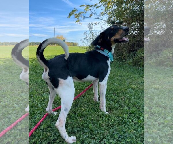 Medium Photo #2 Treeing Walker Coonhound Puppy For Sale in Mt. Gilead, OH, USA