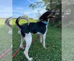 Small Photo #2 Treeing Walker Coonhound Puppy For Sale in Mt. Gilead, OH, USA