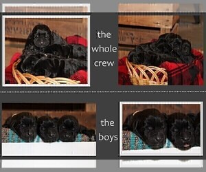 Labrador Retriever Puppy for sale in HYDE PARK, VT, USA