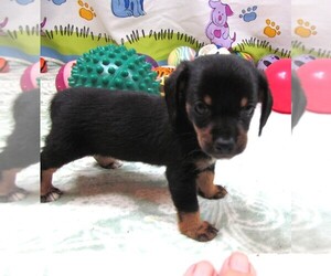 Chiweenie Puppy for sale in RATTAN, OK, USA