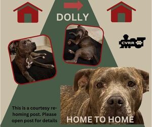 American Pit Bull Terrier-Unknown Mix Dogs for adoption in Lindsay, CA, USA