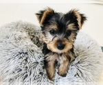 Puppy Puppy 3 Yorkshire Terrier