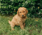 Small Photo #9 Goldendoodle Puppy For Sale in PECK, KS, USA