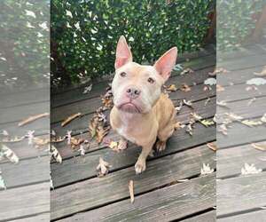 Irene - Female Mutt Dog for Adoption - Photo #2