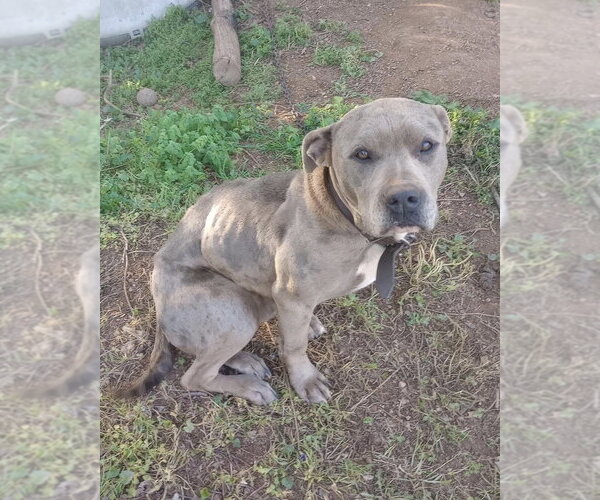 Medium Photo #1 American Staffordshire Terrier-Unknown Mix Puppy For Sale in Brewster, NY, USA