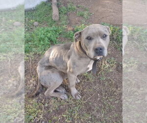 American Staffordshire Terrier-Unknown Mix Dogs for adoption in Brewster, NY, USA