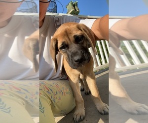 Mastiff Puppy for sale in COEBURN, VA, USA