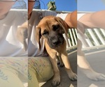 Small Photo #1 Mastiff Puppy For Sale in COEBURN, VA, USA