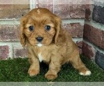 Small #14 Cavalier King Charles Spaniel