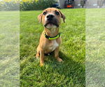 Small #1 Mutt