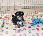 Small #1 Havanese