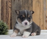 Small Photo #14 Pembroke Welsh Corgi Puppy For Sale in GOSHEN, IN, USA