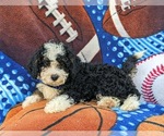 Small #4 Bernedoodle (Miniature)