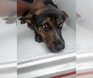Mutt Dogs for adoption in Houston, TX, USA