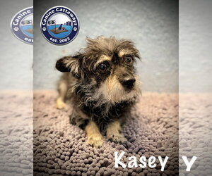 Chihuahua-Unknown Mix Dogs for adoption in Arcadia, FL, USA
