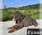 Small Photo #5 Doberman Pinscher Puppy For Sale in POMEROY, OH, USA