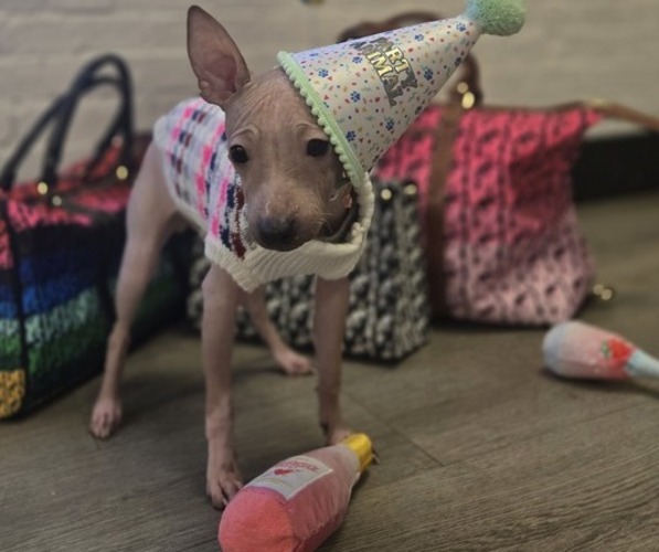 Medium Photo #1 Miniature American Hairless Terrier Puppy For Sale in MEDFORD, MA, USA