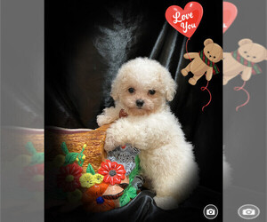 Maltipoo Puppy for sale in SAN FRANCISCO, CA, USA