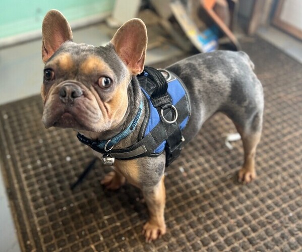 Medium Photo #1 French Bulldog Puppy For Sale in FRUITLAND, MD, USA