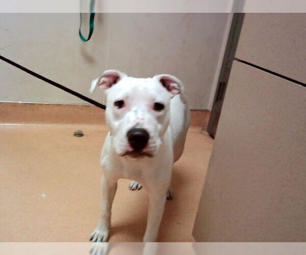 Medium Photo #1 American Pit Bull Terrier Puppy For Sale in Martinez, CA, USA