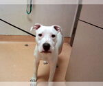 Small American Pit Bull Terrier
