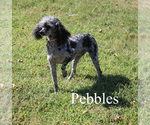 Small Poodle (Toy)