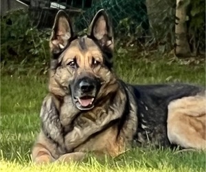 Mother of the German Shepherd Dog puppies born on 07/23/2025