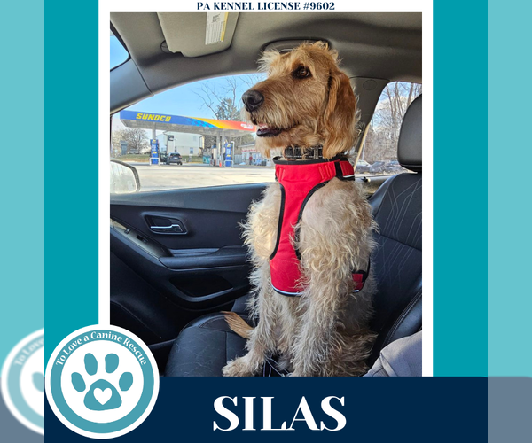 Medium Photo #6 Goldendoodle Puppy For Sale in Kimberton, PA, USA