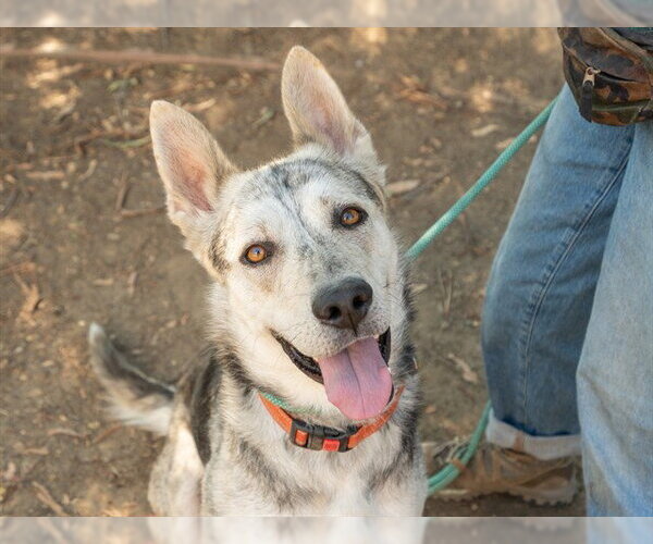 Medium Photo #3 Siberian Husky-Unknown Mix Puppy For Sale in Martinez, CA, USA