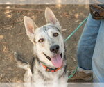 Small #2 Siberian Husky Mix