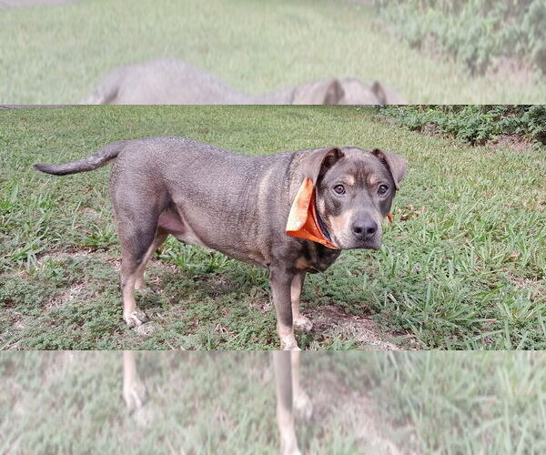 Medium Photo #1 Mutt Puppy For Sale in Brewster, NY, USA