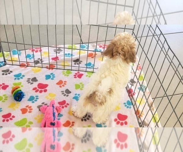 Medium Photo #8 Poovanese Puppy For Sale in ORO VALLEY, AZ, USA