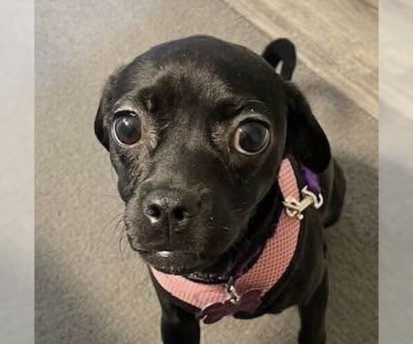 Medium Photo #1 Daug Puppy For Sale in Mundelein, IL, USA