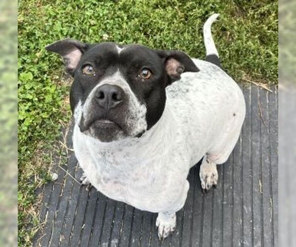Medium Photo #9 Mutt Puppy For Sale in Sistersville, WV, USA