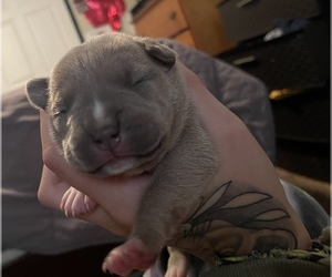 American Bully Puppy for sale in SAINT CLOUD, FL, USA