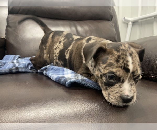 Medium Photo #104 American Bully Puppy For Sale in REESEVILLE, WI, USA