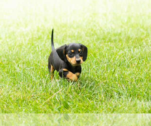 Medium Photo #5 Dachshund Puppy For Sale in MILFORD, IN, USA