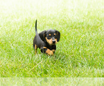 Small #4 Dachshund