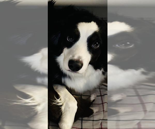 Medium Photo #1 Miniature Australian Shepherd Puppy For Sale in ANTHONY, FL, USA