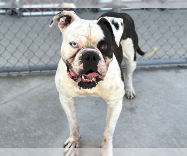Medium Photo #3 American Bulldog Puppy For Sale in Martinez, CA, USA