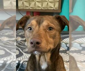 American Staffordshire Terrier Dogs for adoption in San Antonio, TX, USA